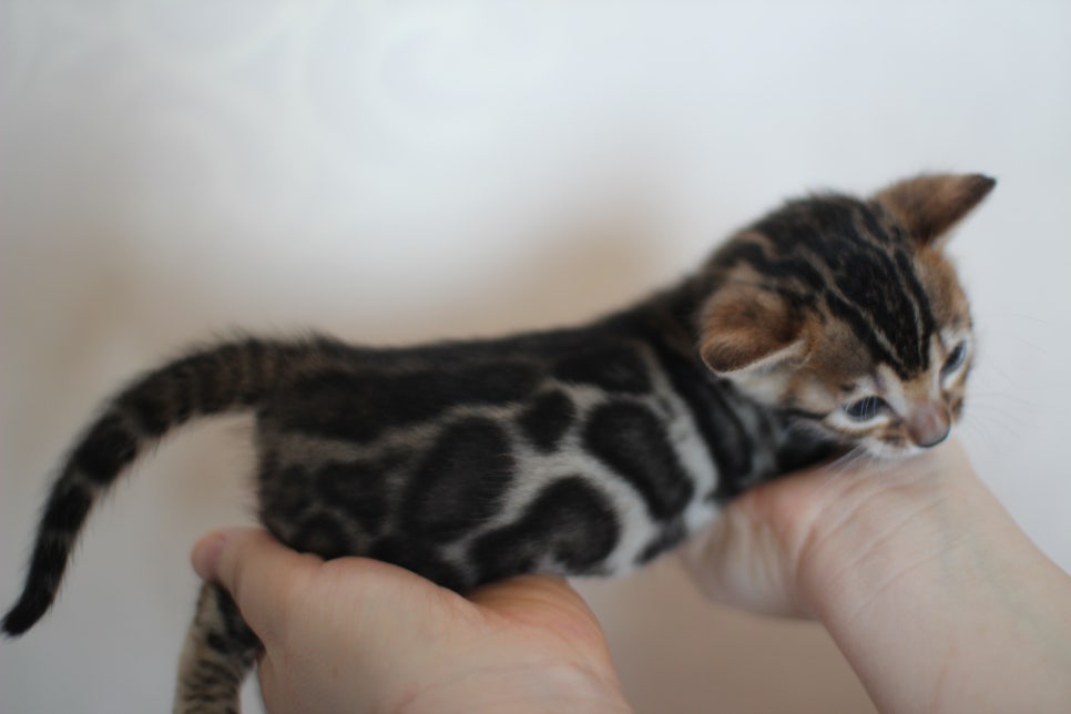 빅로젯 뱅갈고양이 삼형제예요~ 관련 이미지 1