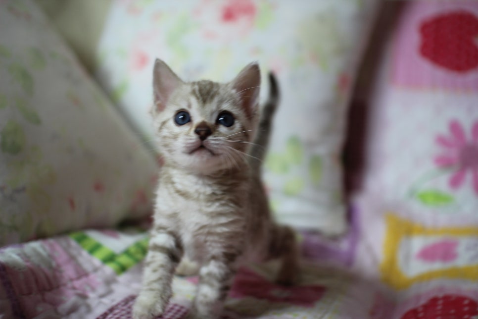 실밍크 뱅갈고양이 키퍼여아 입니다... 관련 이미지 2