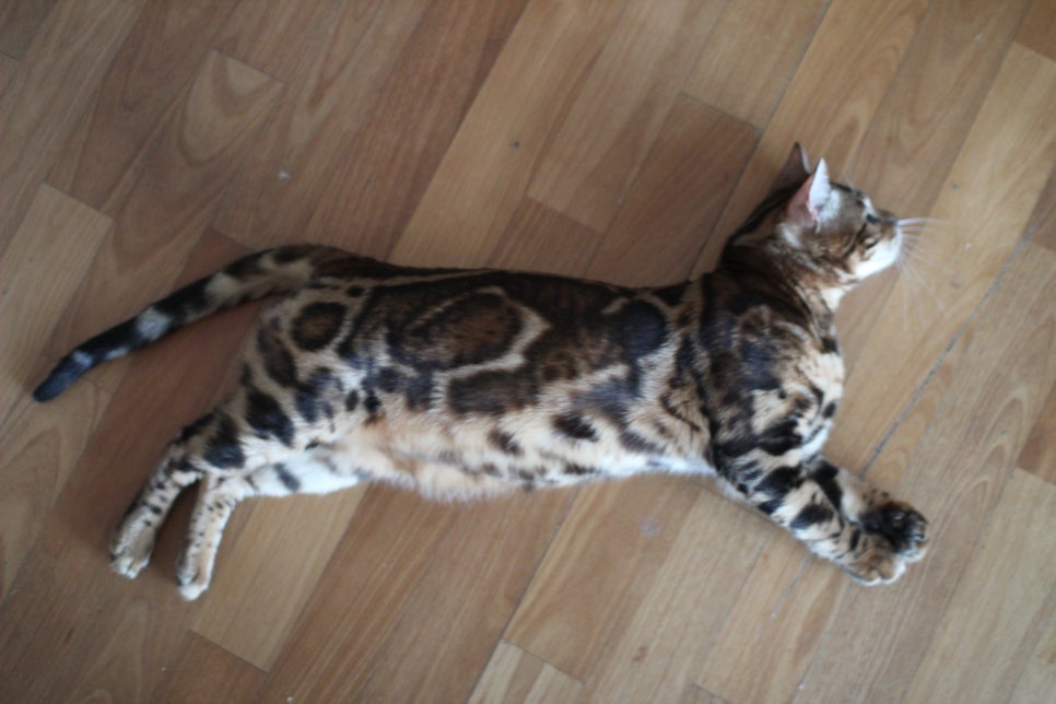 브라운 뱅갈고양이 남아 거실도 점령 했어요. 관련 이미지 4