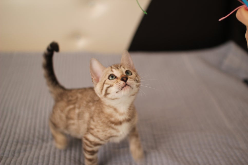 실밍크,브라운,실버뱅갈고양이 분양 합니다~ 관련 이미지 4