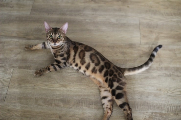 뱅갈고양이.저희집 뱅갈고양이들이예요^^ 관련 이미지 6