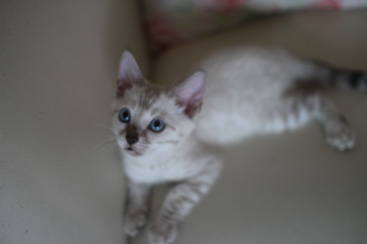 스노우 뱅갈고양이 흰둥이~ 관련 이미지 2