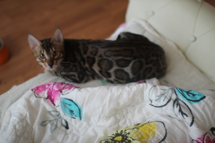 폴란드에서 온 뱅갈고양이 남아 golden rain 입니다~ 관련 이미지 1