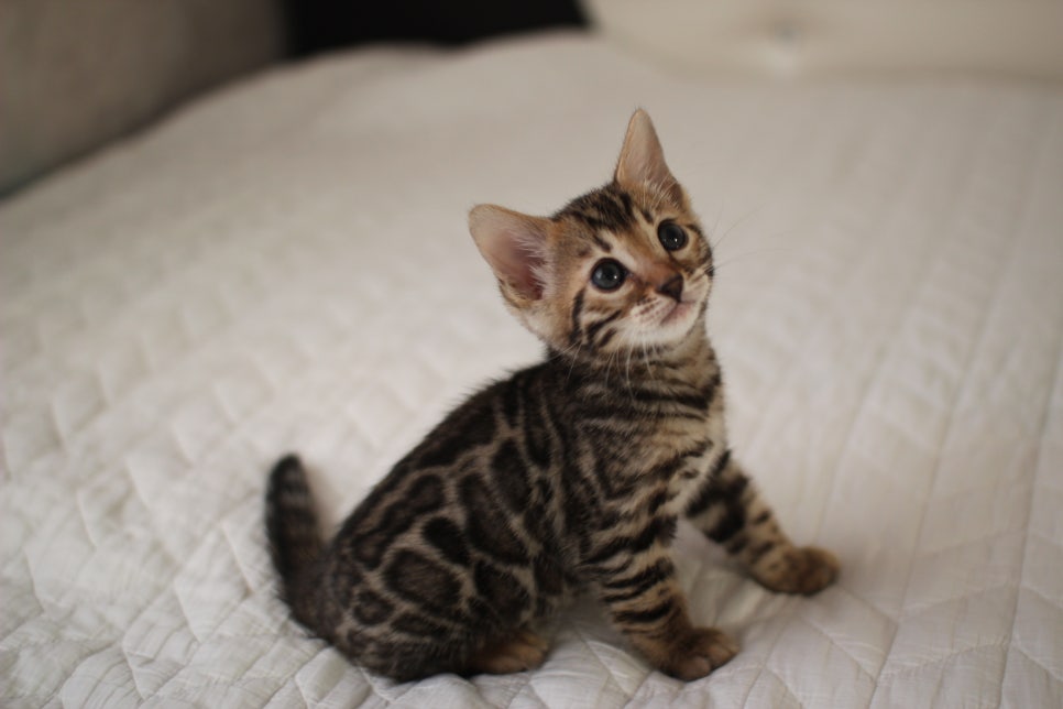 분양중인 뱅갈고양이 브라운 남아,스노우 여아예요~ 관련 이미지 9