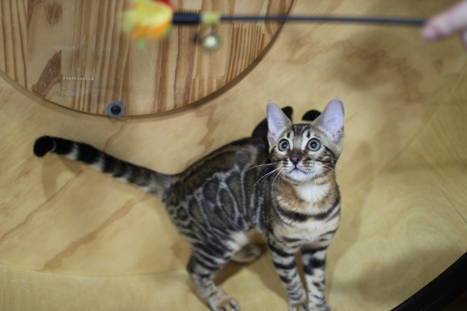 엄청난 개냥이 뱅갈고양이 여아 분양해요^^ 관련 이미지 2