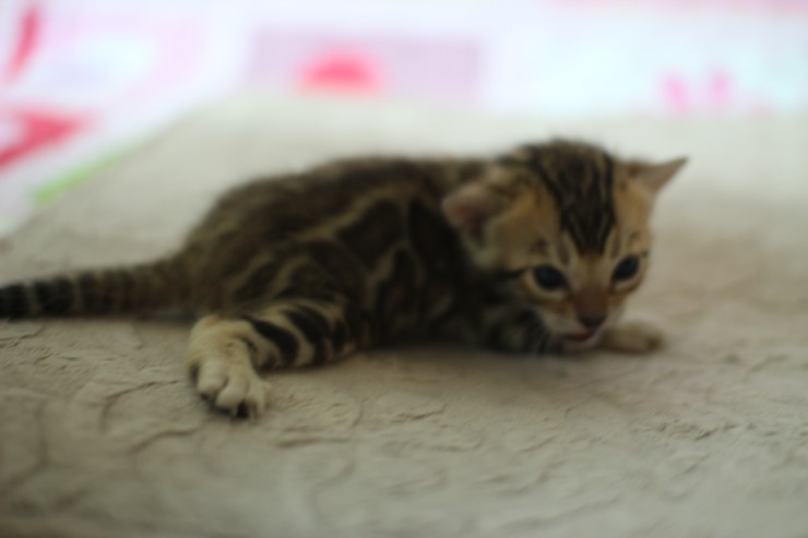 브라운 뱅갈고양이 꼬물이 걷기 시작했어요. 관련 이미지 11