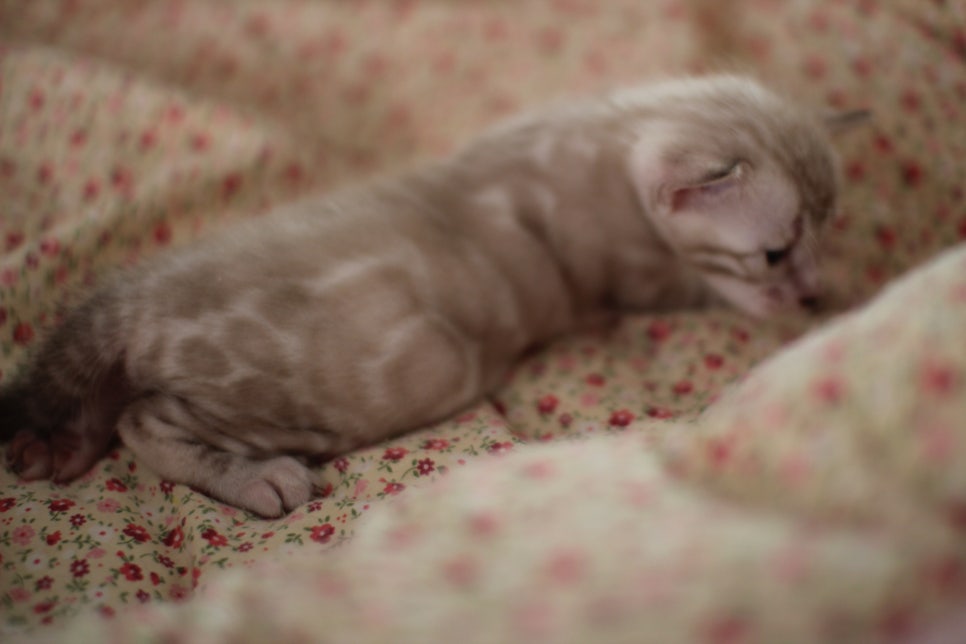 어메이징 실밍크뱅갈고양이 여아 브리딩 타입 분양해요~ 관련 이미지 2