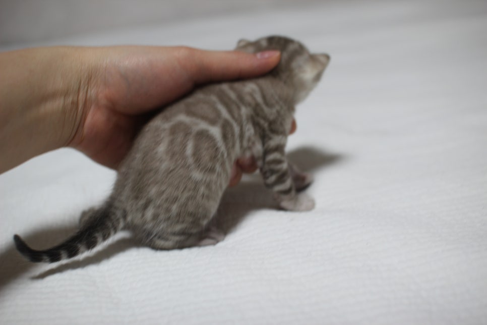 밍크뱅갈고양이 여아 분양 합니다~ 관련 이미지 4