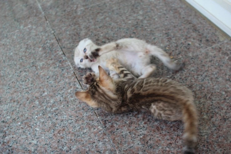 뱅갈고양이 꼬맹이들 한가로운 일상2~ 관련 이미지 12