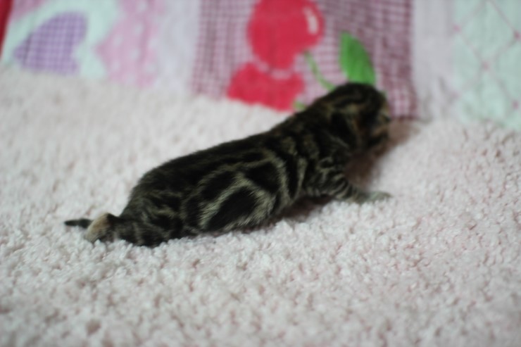 소유뱅갈고양이 캐터리 출산소식 관련 이미지 13