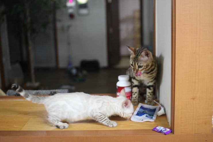 뱅갈고양이,뱅갈고양이분양,식탐쟁이 스노우뱅갈고양이 초아~~~ 관련 이미지 8