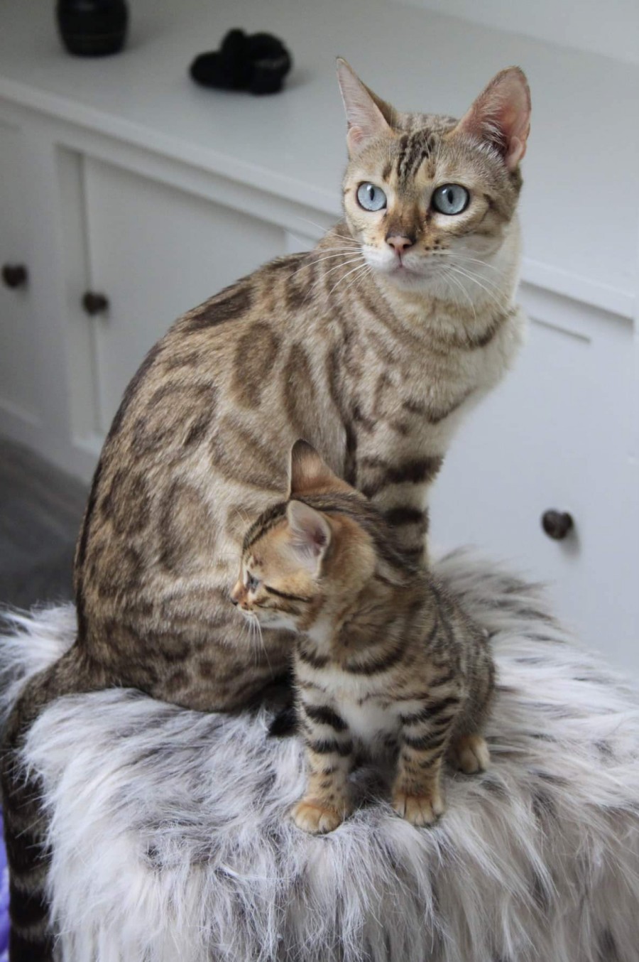 이쁜 고양이들 사진~ 관련 이미지 1