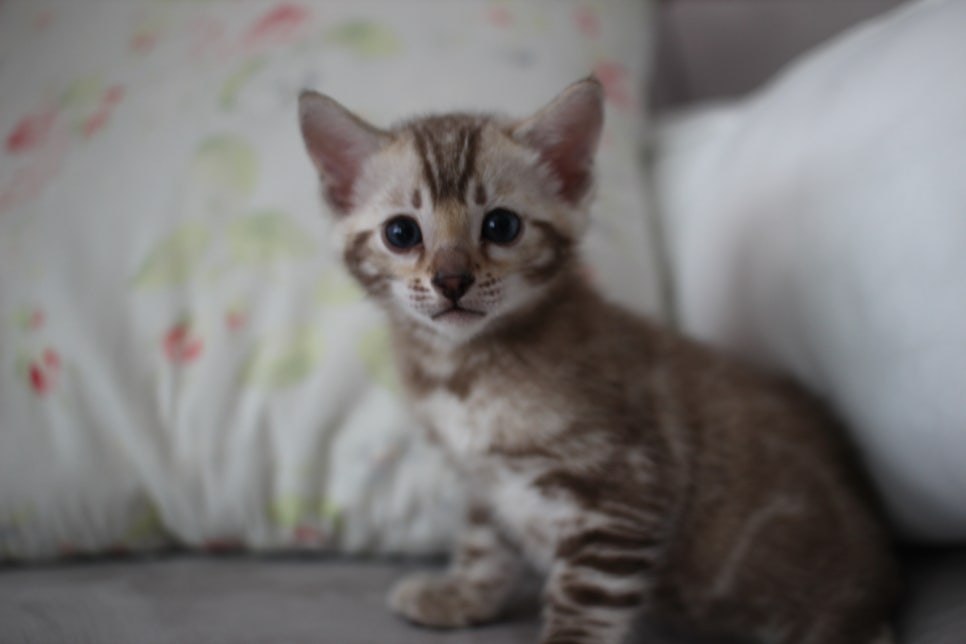 실밍크뱅갈고양이 남아 분양해요~ 관련 이미지 1