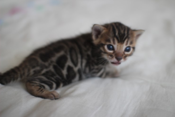 뱅갈고양이 남매 오늘 모습 입니다~ 관련 이미지 13