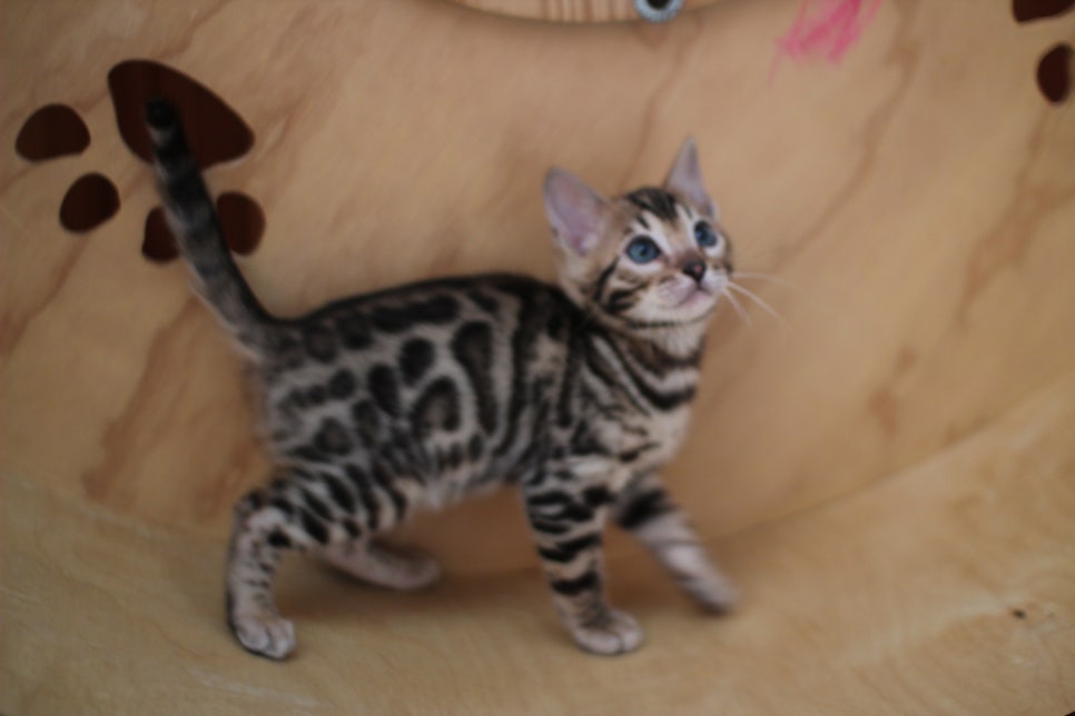 뱅갈고양이분양 사랑스러운 개냥이들~ 관련 이미지 12