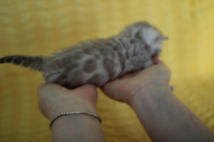 실밍크 스노우뱅갈고양이 분양 천사냥이 4남매 관련 이미지 14