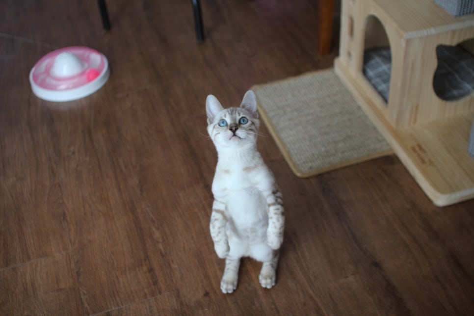 개냥이 스노우뱅갈고양이 남아 분양해요~ 관련 이미지 2