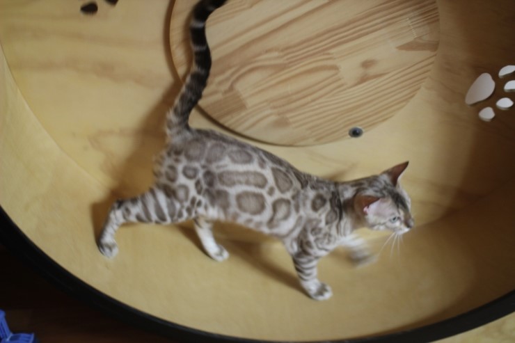 캣휠 타는 실밍크 뱅갈고양이 영웅이예요~ 관련 이미지 9