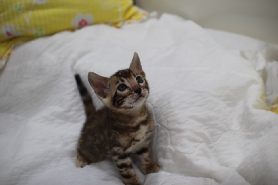 붉은빛 모색이 멋진 뱅갈고양이 남아4 분양해요~ 관련 이미지 1