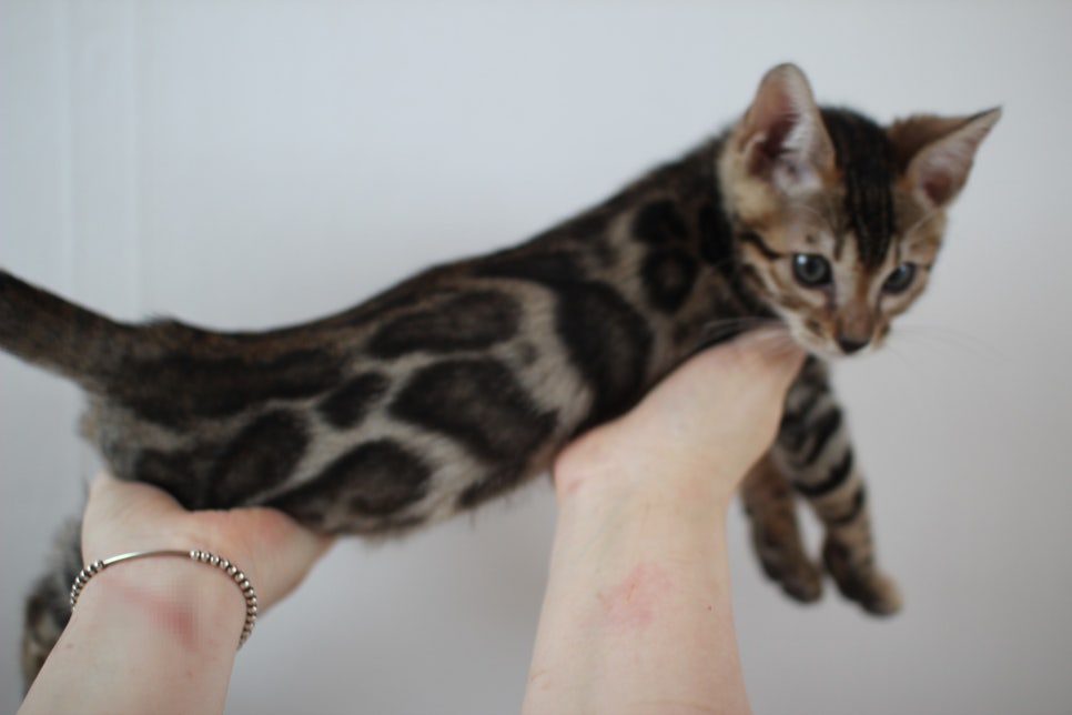 해외로 갈 브라운 뱅갈고양이 남아예요. 관련 이미지 2