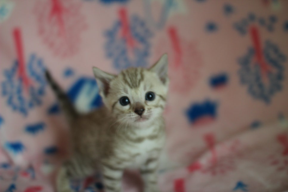 스노우뱅갈고양이 분양은 소유가 최고지! 관련 이미지 26