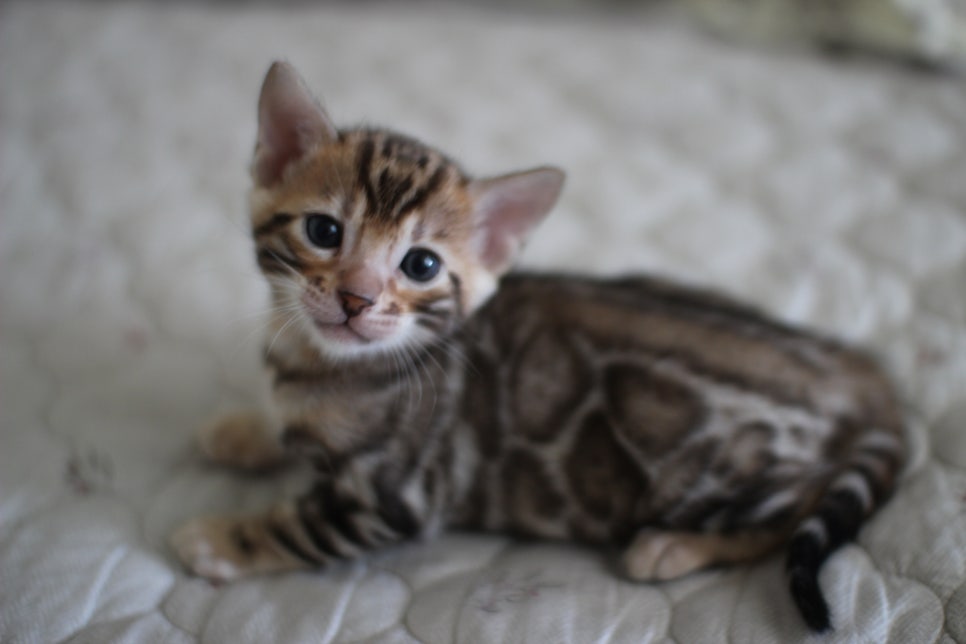 순둥이 뱅갈고양이 남아 분양해요~ 관련 이미지 1