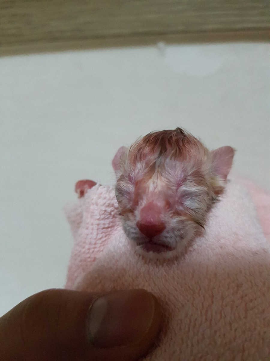 실밍크뱅갈고양이 꼬물이 태어났어요~ 관련 이미지 2