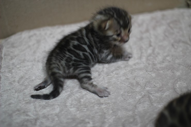 뱅갈고양이 자매 오늘 모습 입니다~ 관련 이미지 23