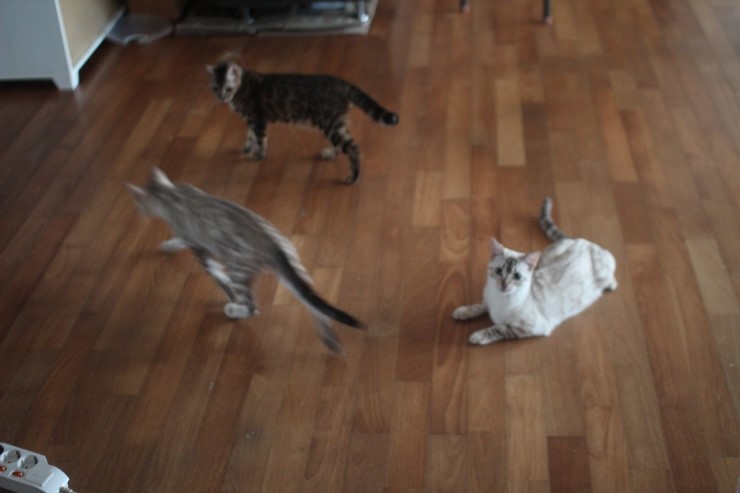 뱅갈고양이 큰 아이들 근황~ 관련 이미지 3