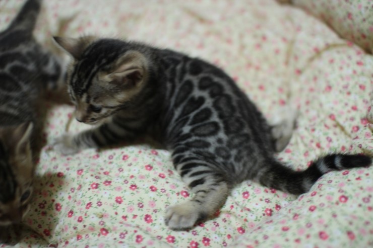 뱅갈고양이 분양 꼬맹이 자매예요~ 관련 이미지 4