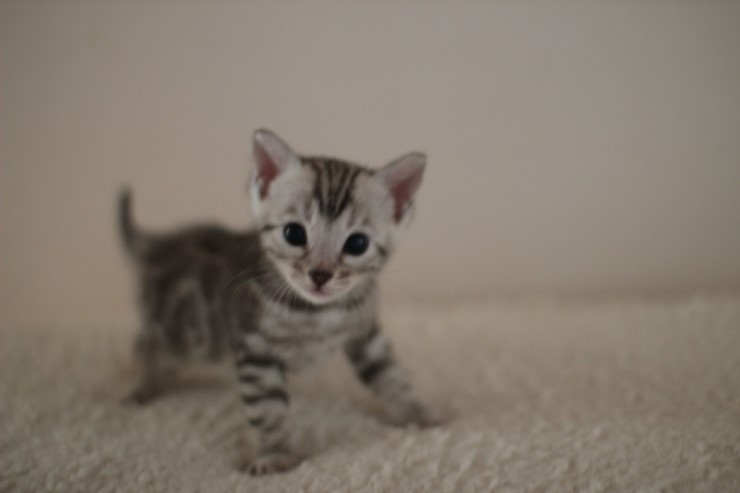 실버 뱅갈고양이 남아예요~ 관련 이미지 1