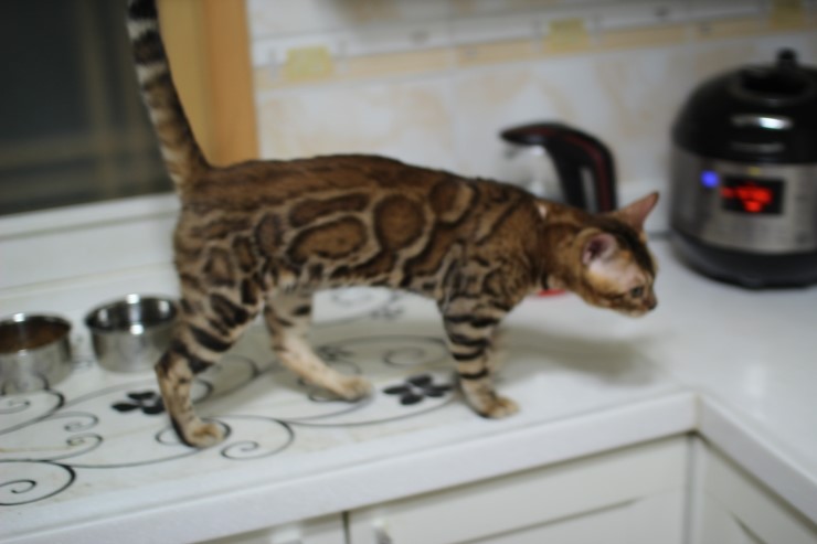 뱅갈고양이 키퍼 남아 워리어 입니다~^^ 관련 이미지 1