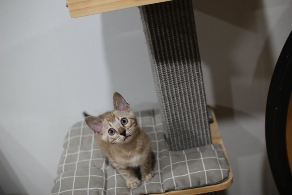 실밍크뱅갈고양이 분양중인 남아예요~ 관련 이미지 3