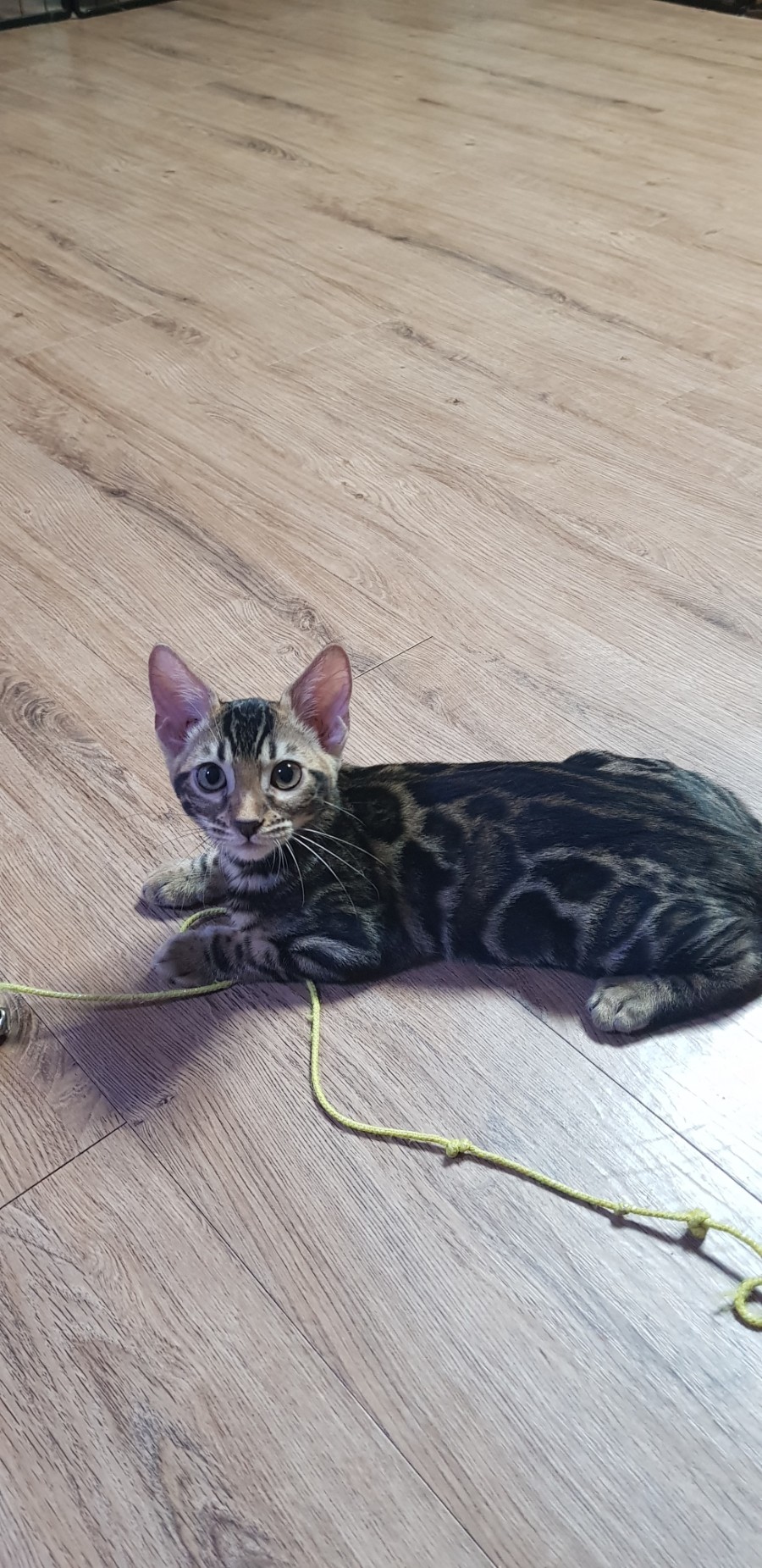 브라운 뱅갈고양이 분양중인 여아예요~~ 관련 이미지 6