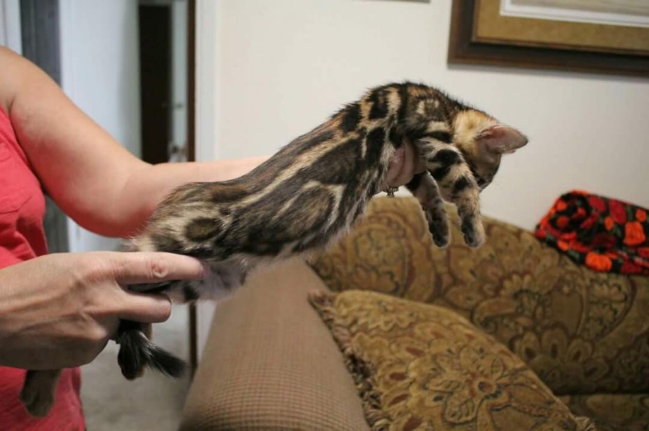 캐나다에서 보내준 뱅갈고양이 남아 사진이예요 관련 이미지 1