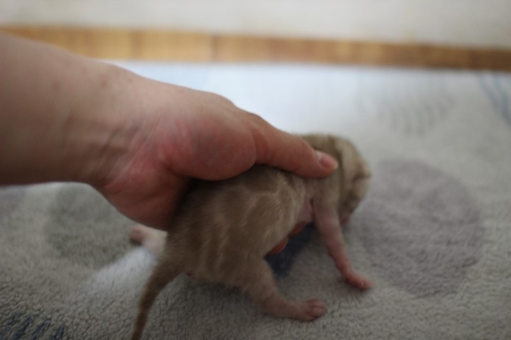 실밍크 스노우 뱅갈고양이 꼬물이 남아 입니다~ 관련 이미지 7