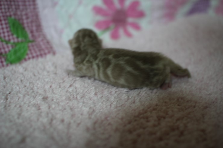 소유뱅갈고양이 캐터리 출산소식 관련 이미지 6