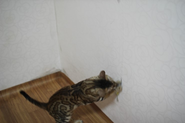 뱅갈고양이 장고 꿩털 낚시대에 푹 빠졌습니다~ 관련 이미지 6