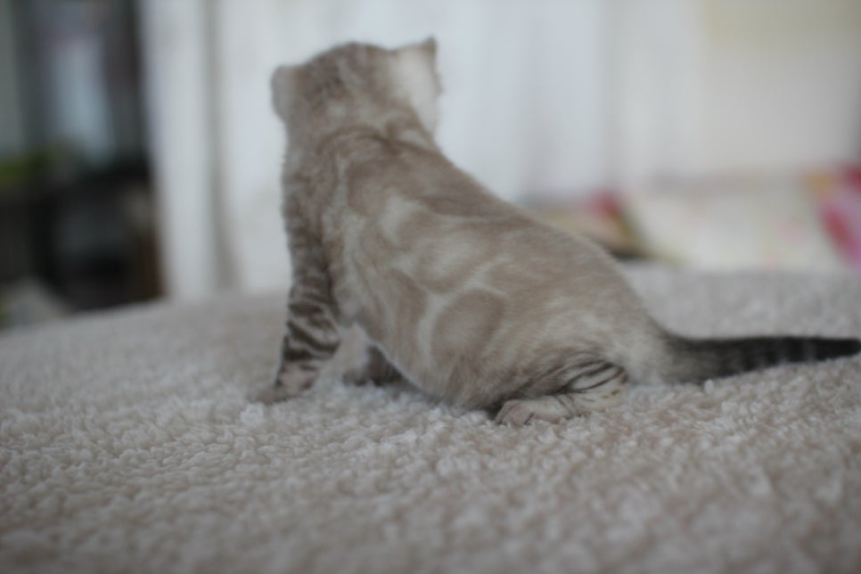 스노우 뱅갈고양이 꼬맹이 너무 이뻐요^^ 관련 이미지 13