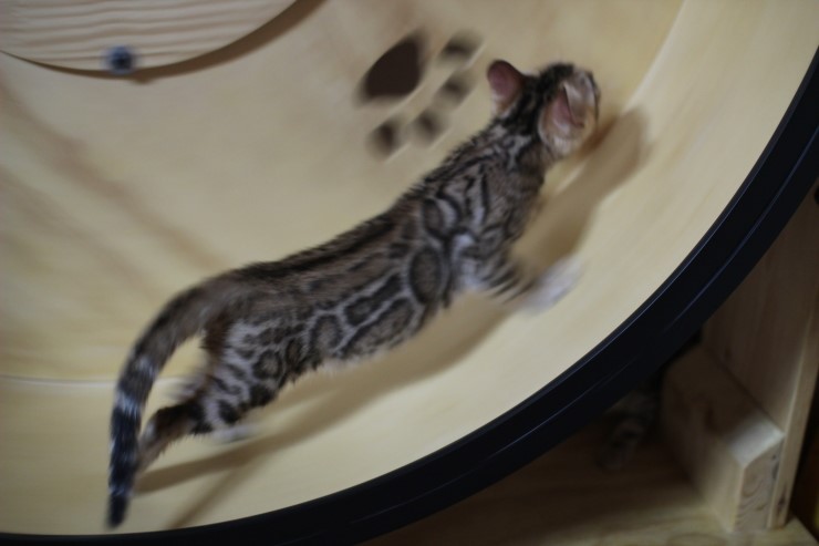 뱅갈고양이 캣휠 선수들 입장이요~ 관련 이미지 4