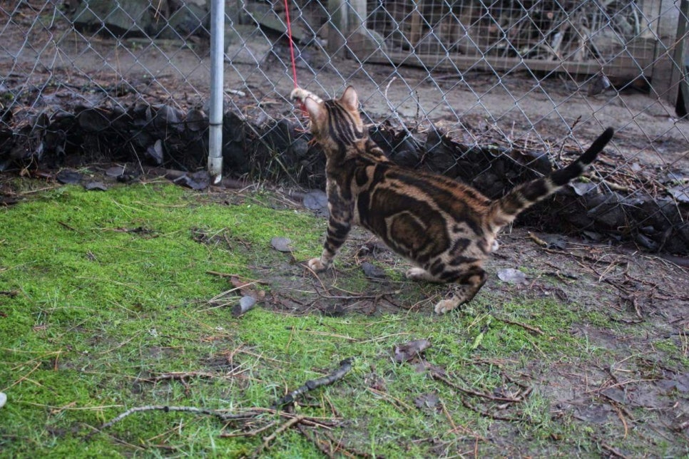캐나다 야생 브라운 뱅갈고양이 ㅎㅎ~ 관련 이미지 5