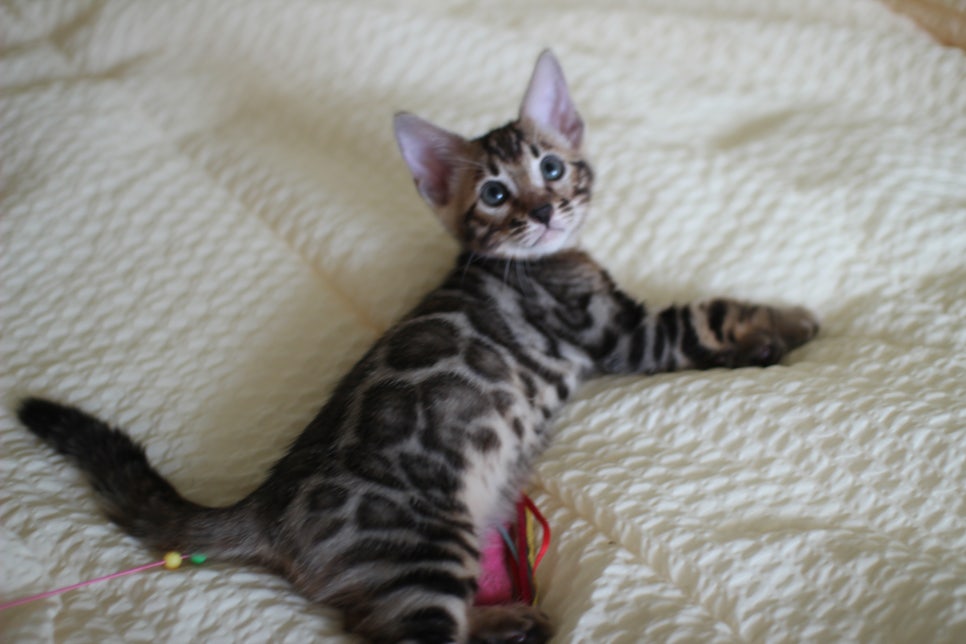 뱅갈고양이 막둥이 분양해요~ 관련 이미지 12