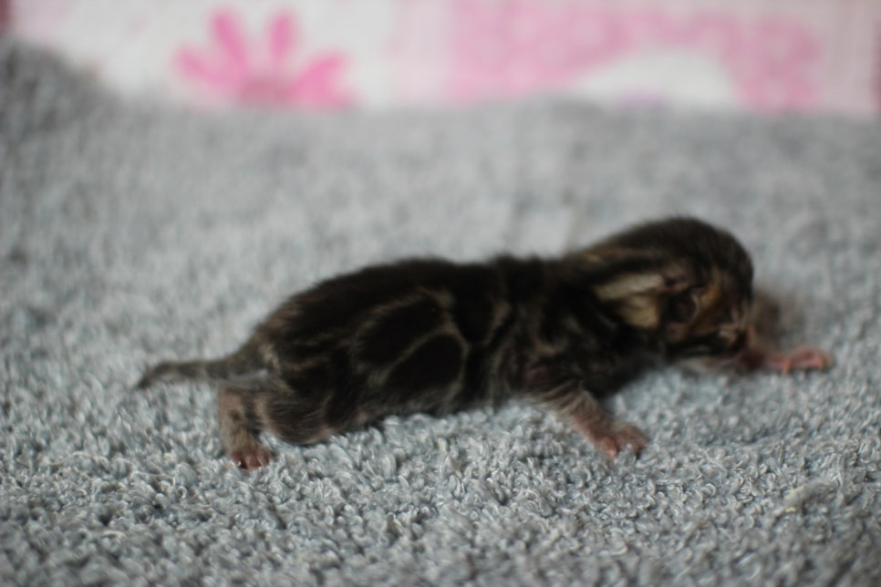 어메이징한 브라운 뱅갈고양이 남아가 태어났어요~ 관련 이미지 2