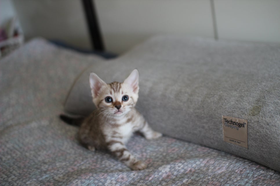 실밍크뱅갈고양이 여아 분양해요~ 관련 이미지 3