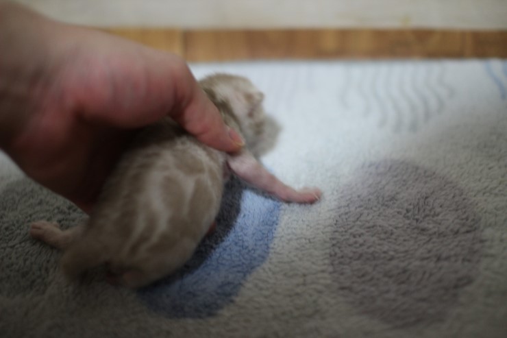 실밍크 스노우 뱅갈고양이 꼬물이 남아 입니다~ 관련 이미지 6