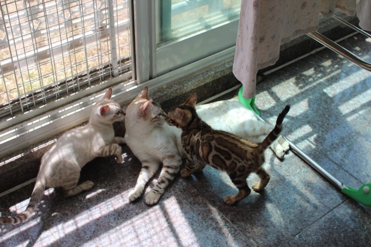 실링스 뱅갈고양이 키나는 꼬맹이들을 너무나 좋아해요~ 관련 이미지 8