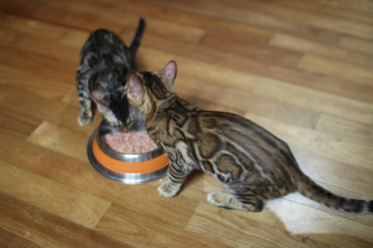 뱅갈고양이 키퍼 남아 gsw 입니다^^ 관련 이미지 6