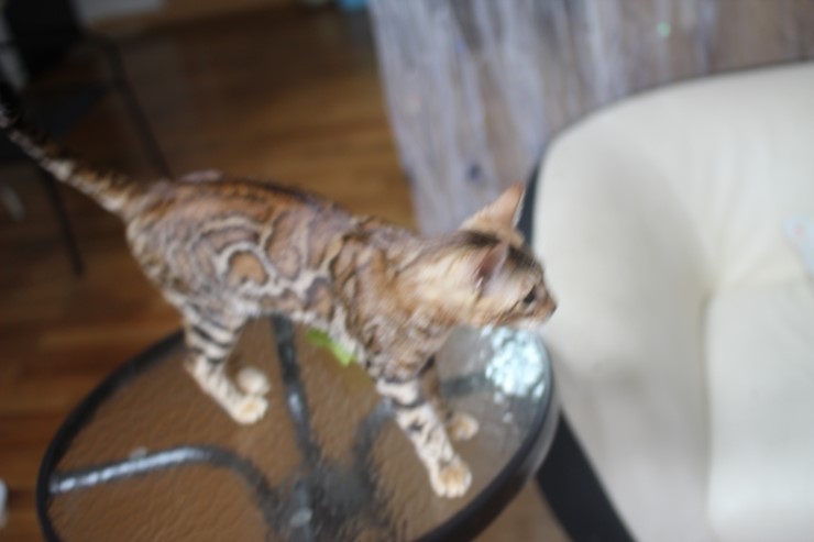 소유캐터리 종묘인 뱅갈고양이 여아 스텔라예요~ 관련 이미지 6