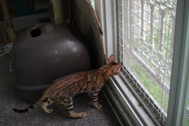 브라운 뱅갈고양이 남아 워리어 입니다~ 관련 이미지 10