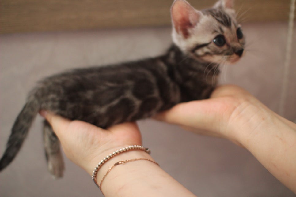 실버뱅갈고양이 여아 완전 깜찍,이쁜이로 크고 있어요~ 관련 이미지 8